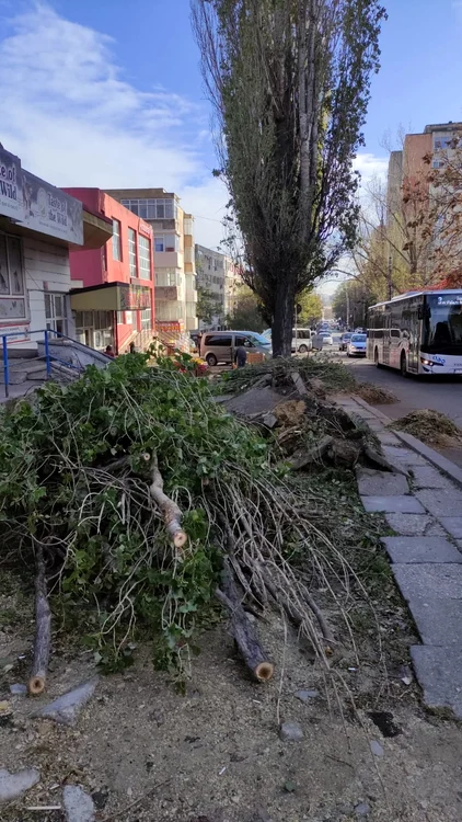 Fotografie cu copaci căzuți, surprinsă luni dimineața, în fața Pieței Brotăcei FOTO Florina Ilicea