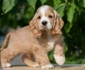 Cocker Spaniel jpeg