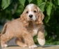Cocker Spaniel jpeg