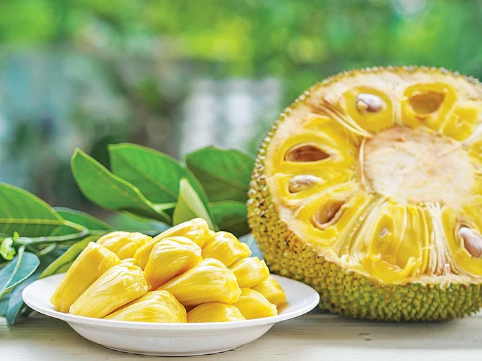 
    Jackfruit-ul conţine sute de seminţe bogate în proteine, potasiu, calciu şi fier, în tiamină şi riboflavină  