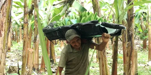 Anca Gheorghică pe plantaţiile de banane din Ecuador FOTO Arhivă personală