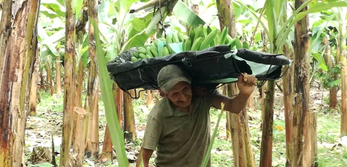 Muncitori pe plantaţiile de banane din Ecuador FOTO Arhivă personală Anca Gheorghică