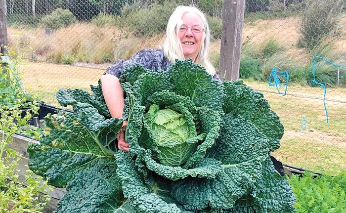 Rosemary, 70 de ani, a pozat varza-gigant, apoi a făcut-o salată