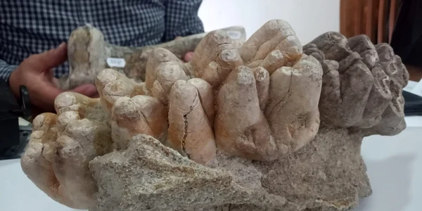 mastodont