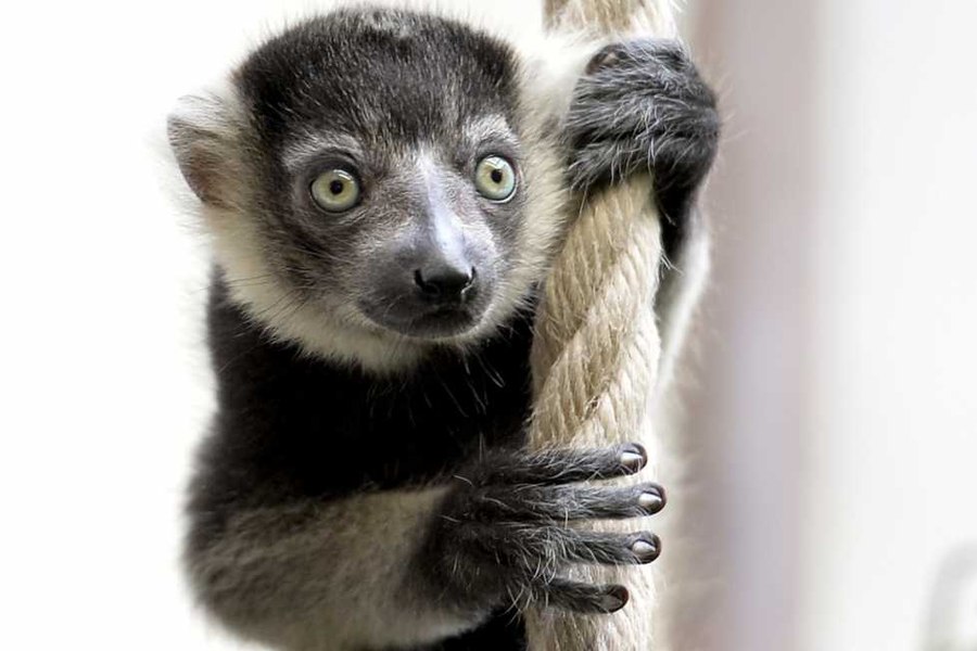 Lemur de Madagascar de la Grădina Zoologică din Călăraşi, furat de un tânăr. Animalul a fost găsit într-un imobil abandonat, legat de picioare 