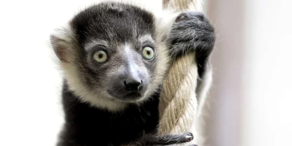 Un lemur nou născut stă agăţat pe o frânghie la grădina zoologică din Köln Germania FOTO EPA / Sascha Steinbach