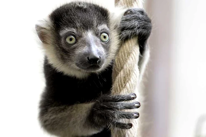 Lemur FOTO: Arhivă