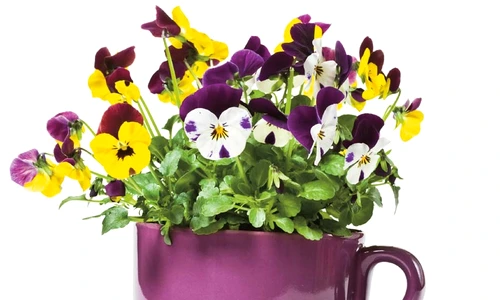 1 59138 original jpg jpeg