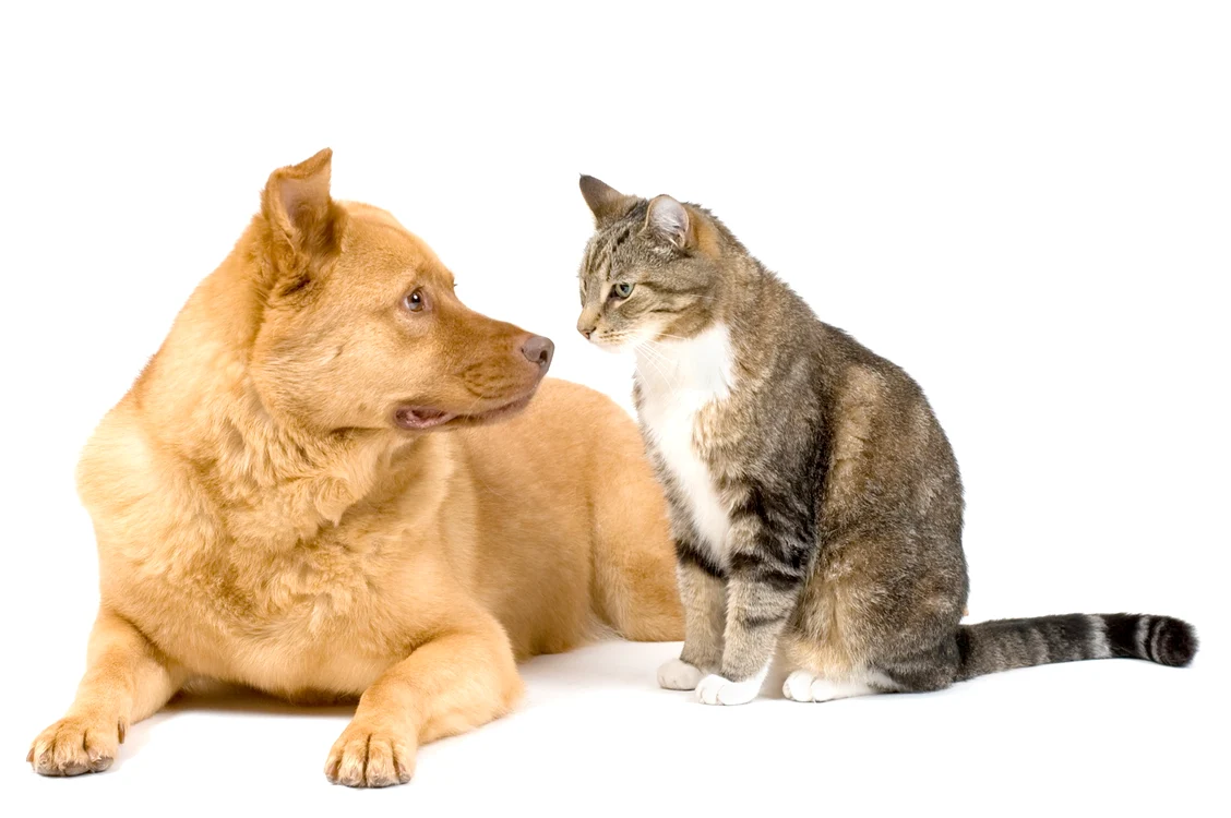 Pe reţeaua de socializare pentru animale, câinii şi pisicile pot fi cu adevărat prieteni
