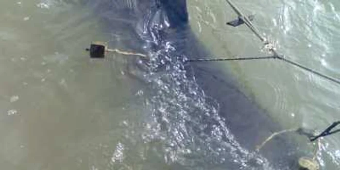 Sturion prins în carmace