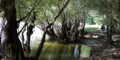 Insula Păcuiul lui Soare, de lângă Ostrov