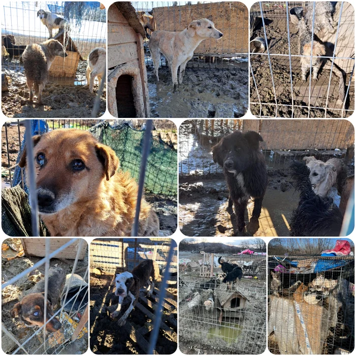 Aproximativ 170 de animale erau îngrijite în condiții improprii FOTO: IPJ Dolj