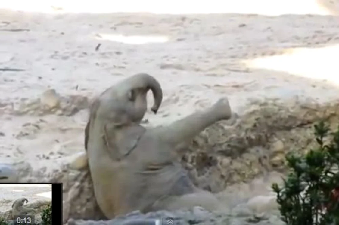 
    Un pui de elefant se dezechilibrează, alunecă şi cade Foto: Captură Youtube  