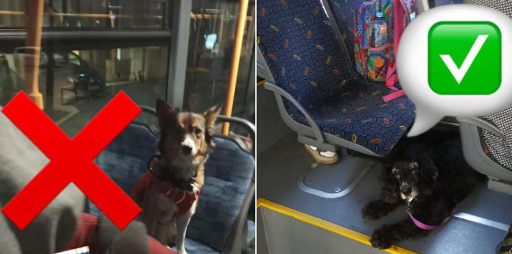 Regulament smart la Cluj: câinii trebuie să aibă botniță și bilet în autobuz. Un tânăr a fost dat jos cu poliția 