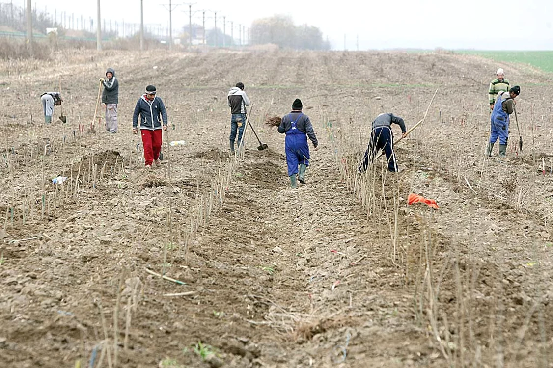 Într-o săptămână s-au făcut plantări pe o porţiune de 60 m lungime