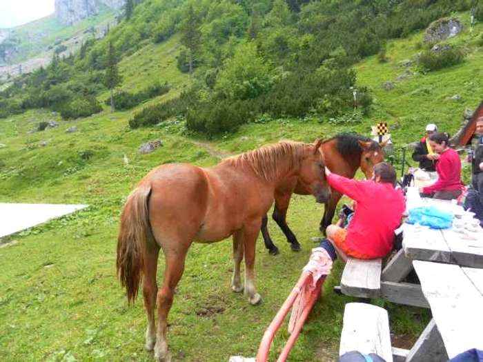 traseu busteni malaiesti foto dana mihai