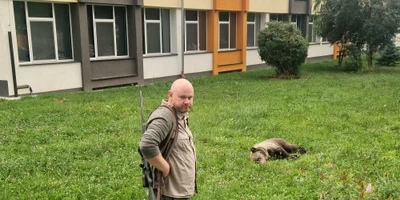 urs tranchilizat in sibiu foto turnul sfatului jpeg