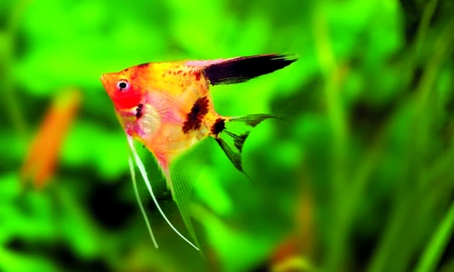 peştişori pentru acvariu jpeg