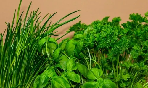 plante aromatice pixabay jpeg