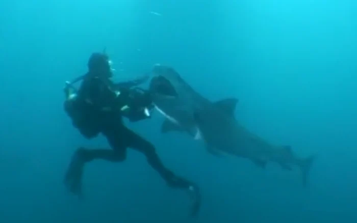 Un scafandru australian a supravieţuit celui de-al doilea atac al unui rechin. FOTO: International Fishing News