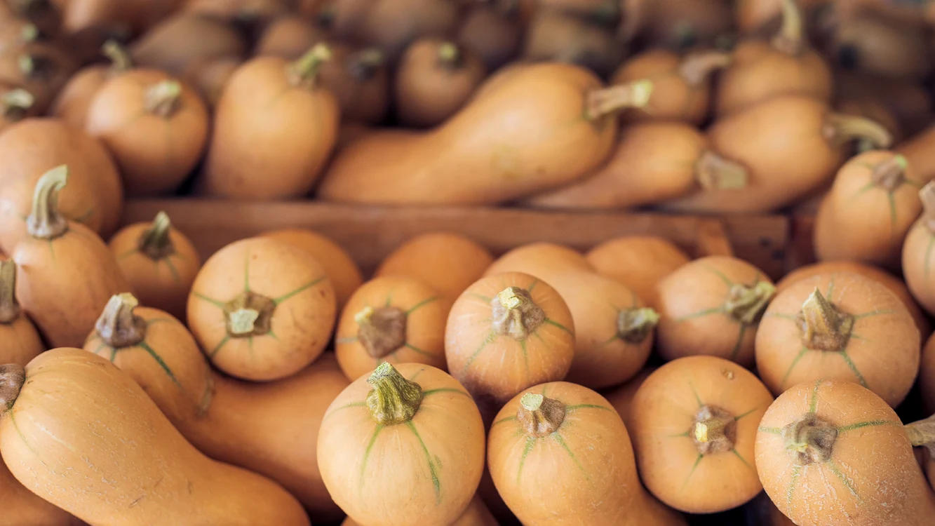 zucca 1 jpg
