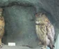 Animale împăiate pe vremea Austro-Ungariei FOTO Ştefan Both
