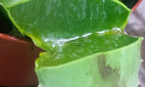 1 beneficiile aloe vera png png