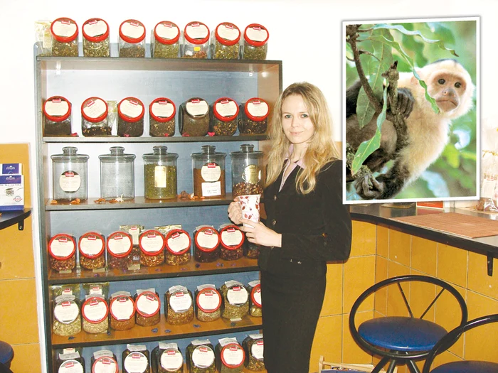 Ceaiul cules de maimuţe este considerat de cea mai bună calitate şi se recoltează doar primăvara şi toamna