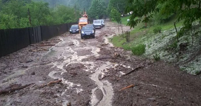 furtuna alba cugir
