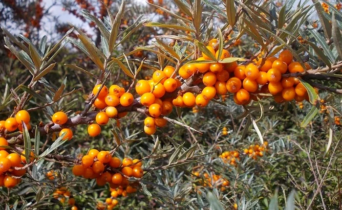 
    Cătina, o polivitamină naturală, combate virozele Foto: pixabay.com  