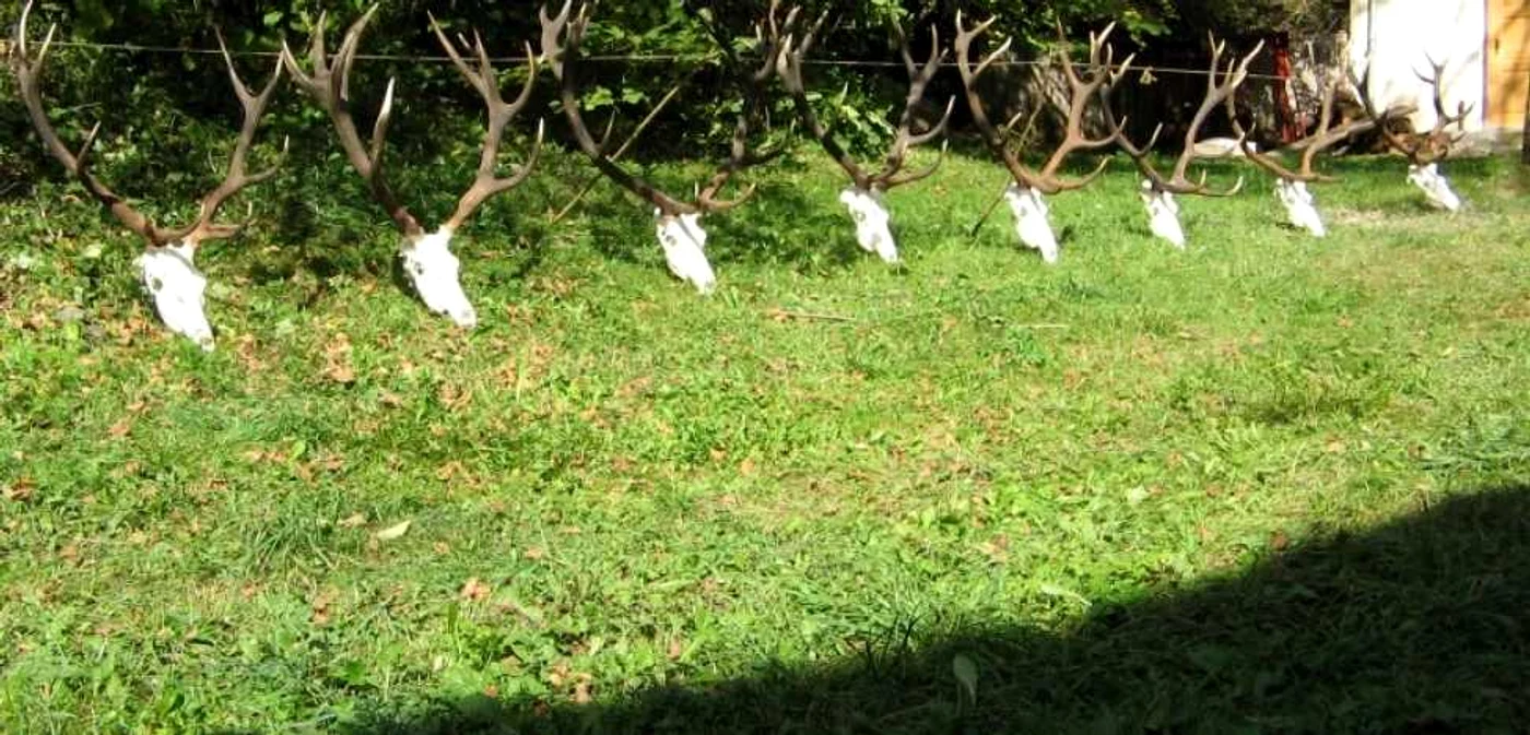 În România există trei fonduri cinegetice unde se ucid anual peste 150 de cerbi lopătari