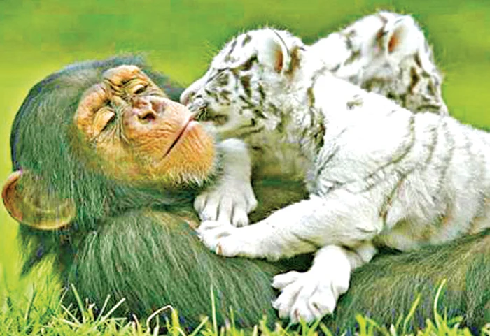 Maimuţa şi puii ei de tigru