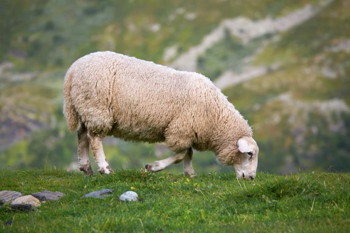 Suceveanul a lovit ovina de mai multe ori cu pumnii și picioarele FOTO arhivă Adevărul