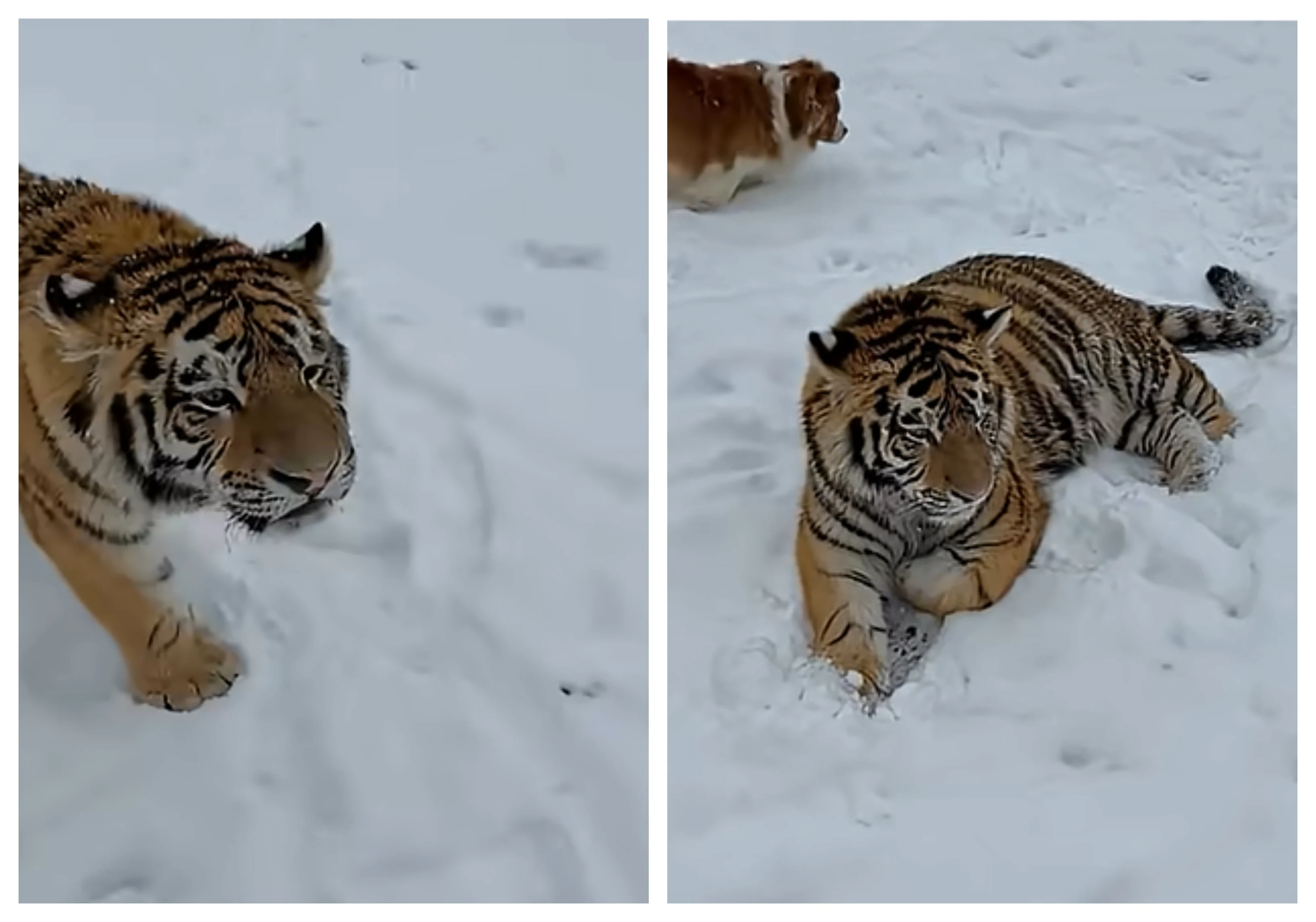Tigru siberian filmat plimbându-se în curtea unui dâmbovițean. Zoo ilegal, promovat pe TikTok: cât costă biletul de acces