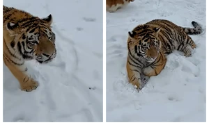 Tigru in curtea unui dambovitean