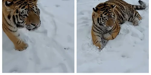 Tigru in curtea unui dambovitean