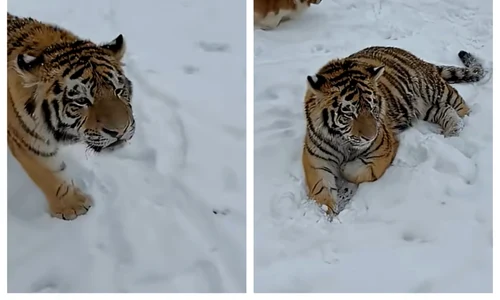 BeFunky collage (29) jpg