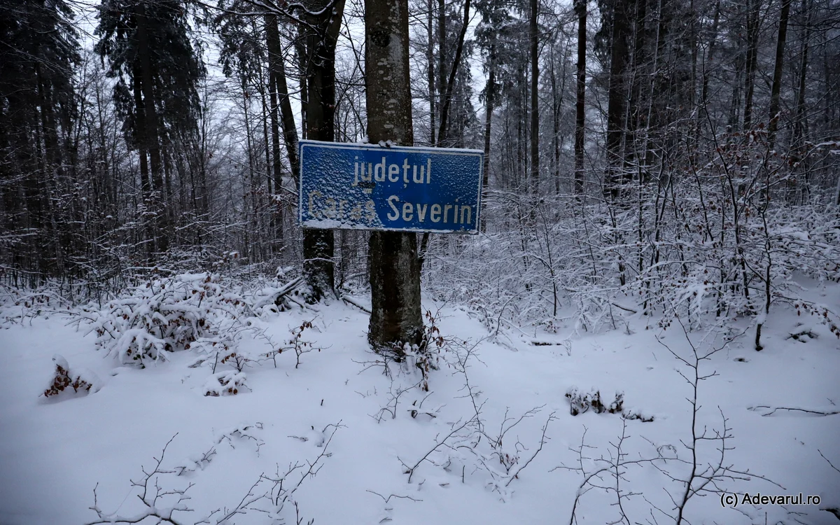 În przent, drumul Lunca Cernii - Rusca Montană se oprește în pădure. Foto: Daniel Guță. ADEVĂRUL