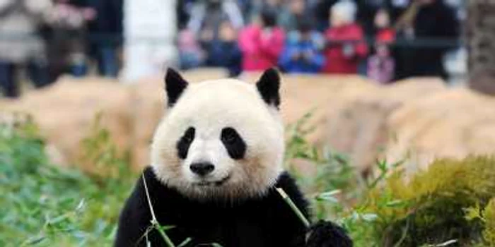 Ceaiul din excremente de panda costă 200 de dolari cana