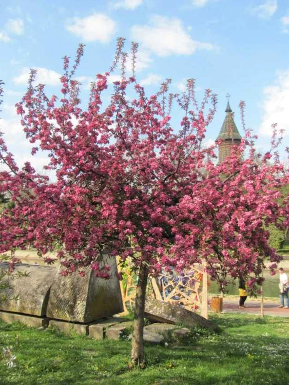 Vine primăvara
din punct de vedere meteorologicFOTO: Ştefan Both