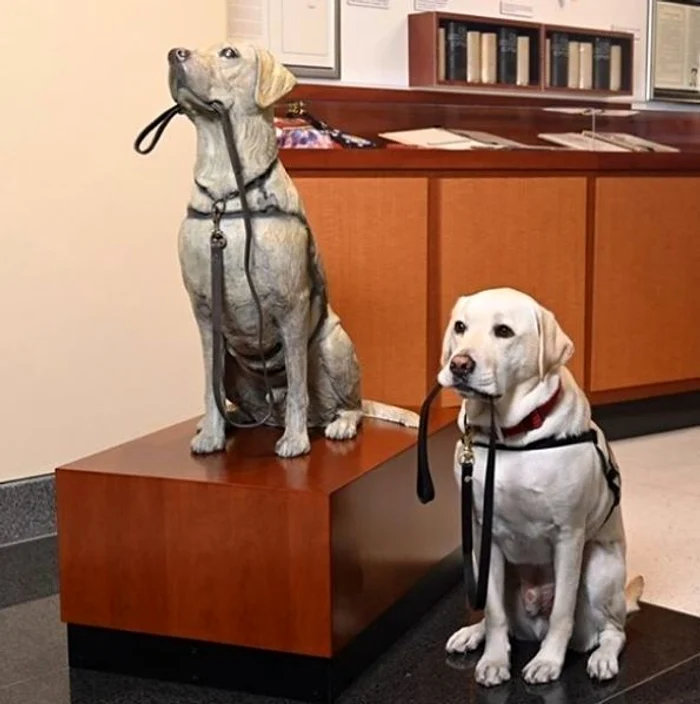 11 sully cainele lui george bush senior 1 jpg jpeg