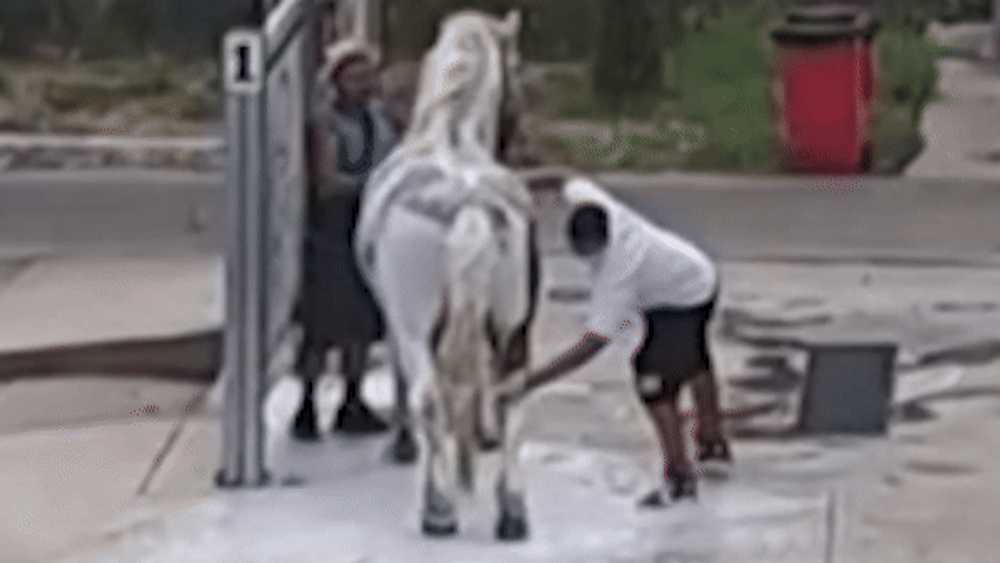 Moment inedit la Târgu Jiu. Un armăsar a fost igienizat de stăpânul său la o spălătorie auto