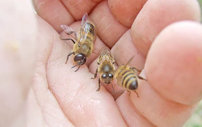 Cremă pe bază  de ace cu venin