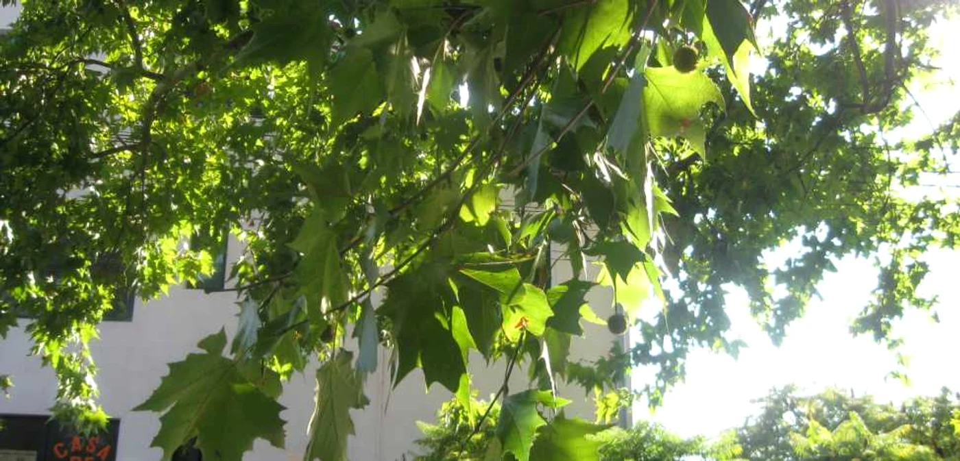 Platanii din Baia Mare sunt afectaţi de dăunătorul Corythucha ciliata Foto: Arhivă