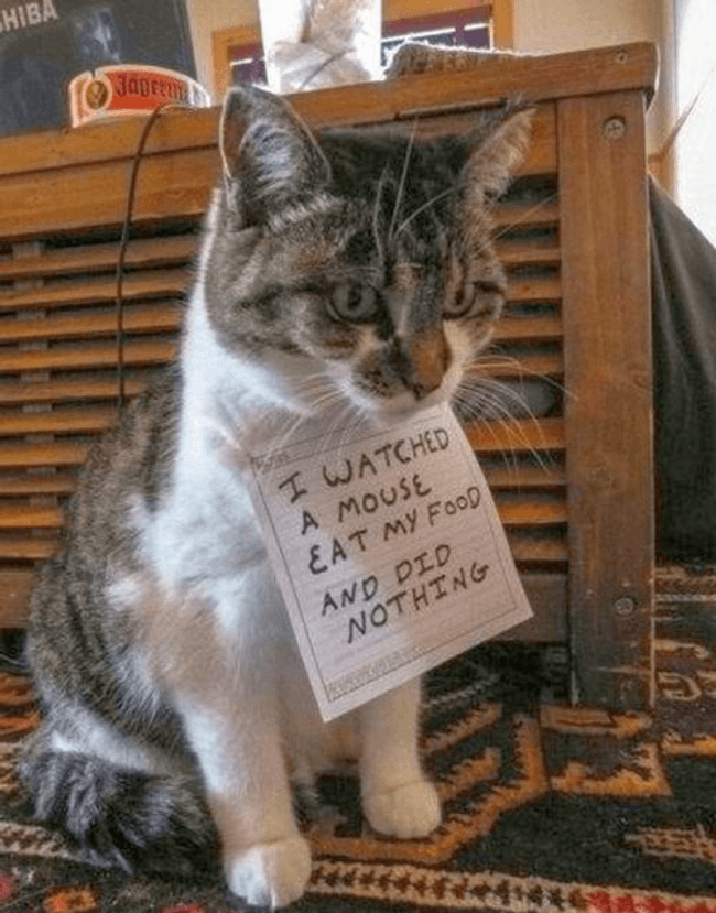 Content image