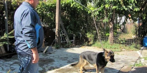 Nim n-a fost un câine poliţist grozav, dar dresorii lui spun că poate fi un bun animal de companie