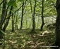 Cetatea dacică Bănița Foto Daniel Guță ADEVĂRUL (55) jpg