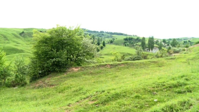 Meisoare Pucheni