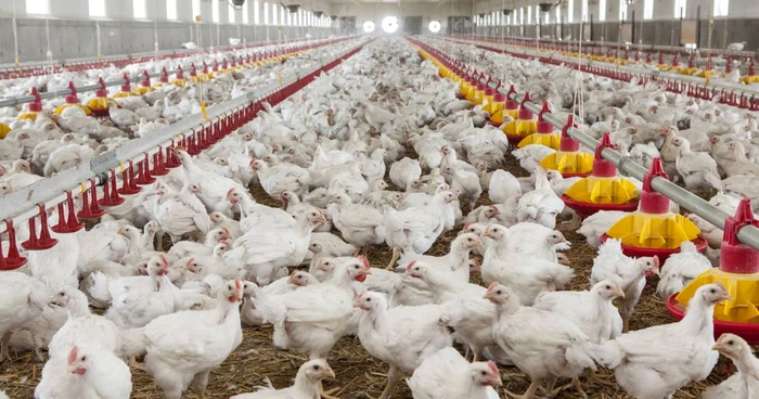 DNA a precizat că este vizată activitatea a peste 100 de firme româneşti şi străine