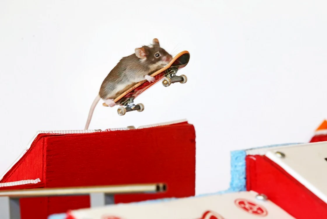 Soaricele care face skate (Foto: Rexfeatures)